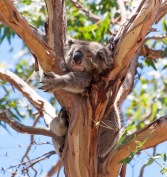 Koala, Cape Otway